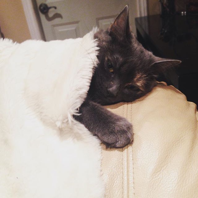How I feel today. #Mondays #catsofinstagram #cat #severus #shouldhavestayedinbed #cozy #sleep #mood