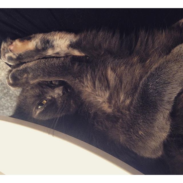 Sev's very disciplined when it comes to her health. She never misses saturday morning yoga. #catsofinstagram #cat #caturday #yoga #yogi #fitness #fitspo #healthy