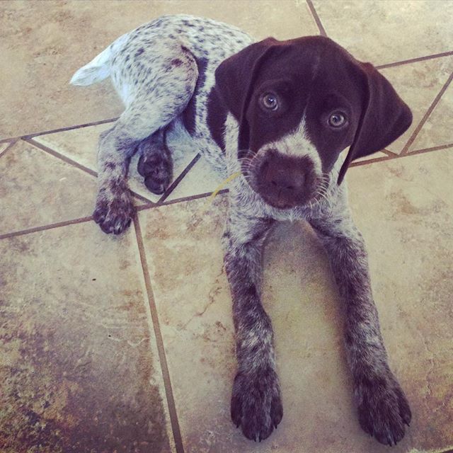 I think I will be stealing my parents new puppy. 🐶🙊🙆🏼 #puppy #puppylove #puppyparty #dog #adorable #cute #love #breeze #germanshorthair #dogsofinstagram