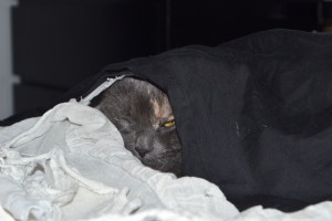 Cat in a Duvet Cover